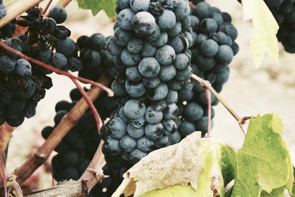 Similique voluptas odit eos